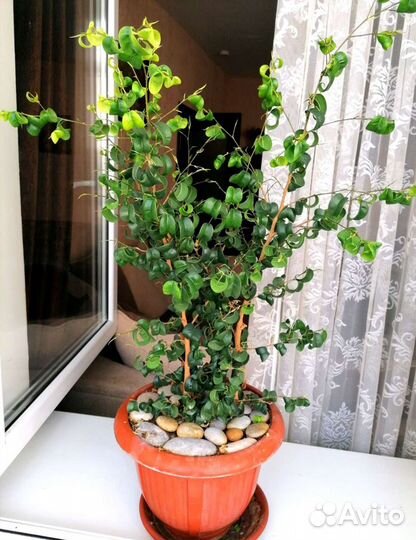 Фикус Барок (барокко)