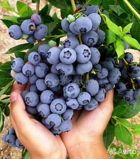 Голубика Дюк саженцы