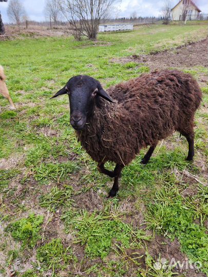 Баран и овца