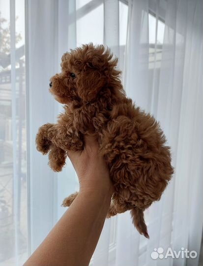 Пуделек - тойчик