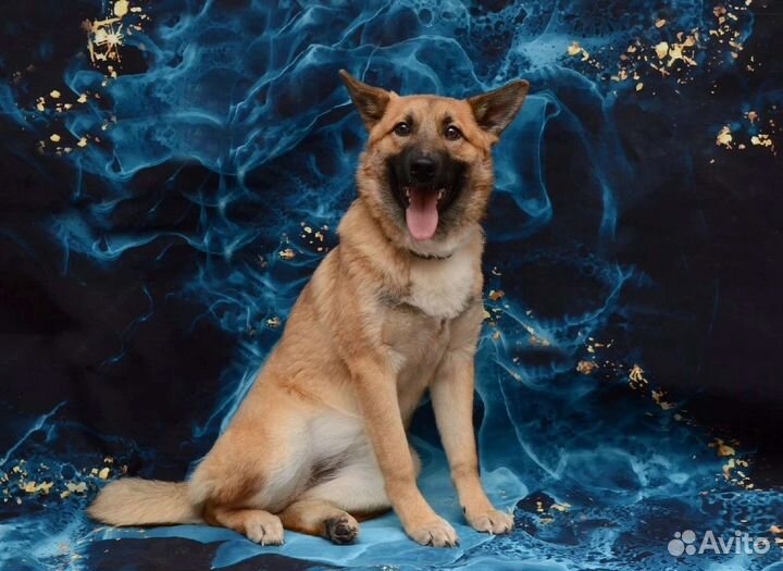 Собака в добрые руки