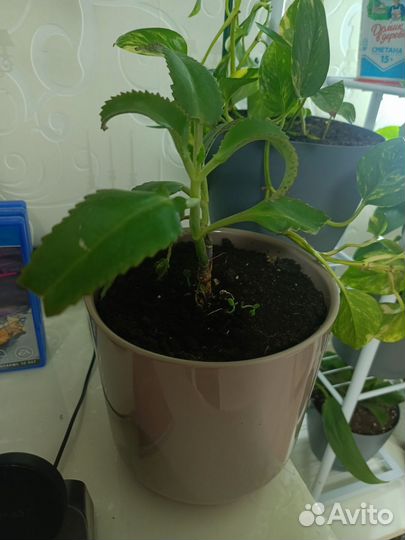 Комнатные растения