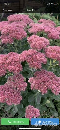 Лук декоративный, клубника ремонтантная,смородина