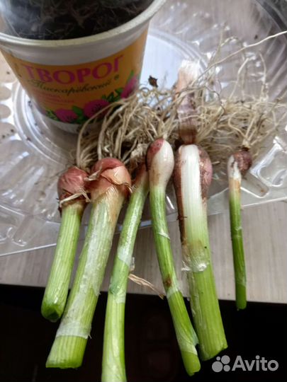 Лук многоярусный