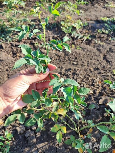 Подвой Шиповник не колючий опт