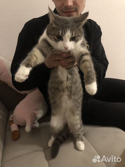 Кошка в добрые руки