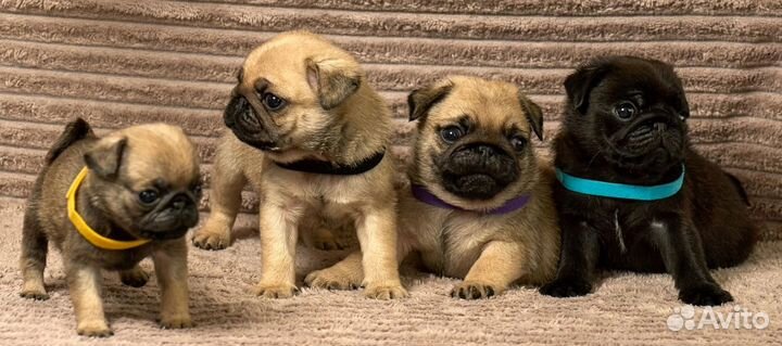 Щенки мопса