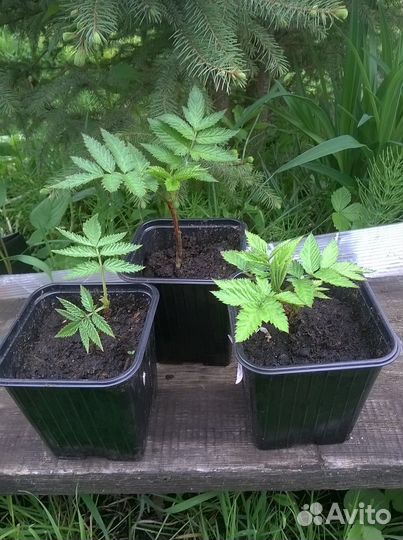 Тибетская малина саженцы