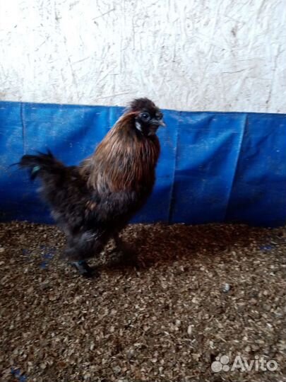 Шелковые петушки