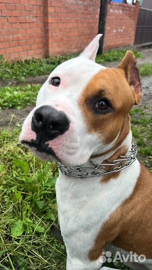 Стаффордширский терьер на случку (вязку)