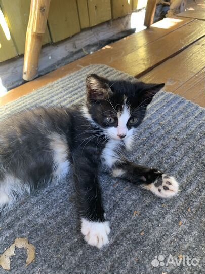 Котенок в дар