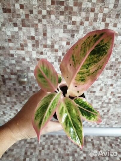 Аглаонема Амелия или Сэлмон фэнтези