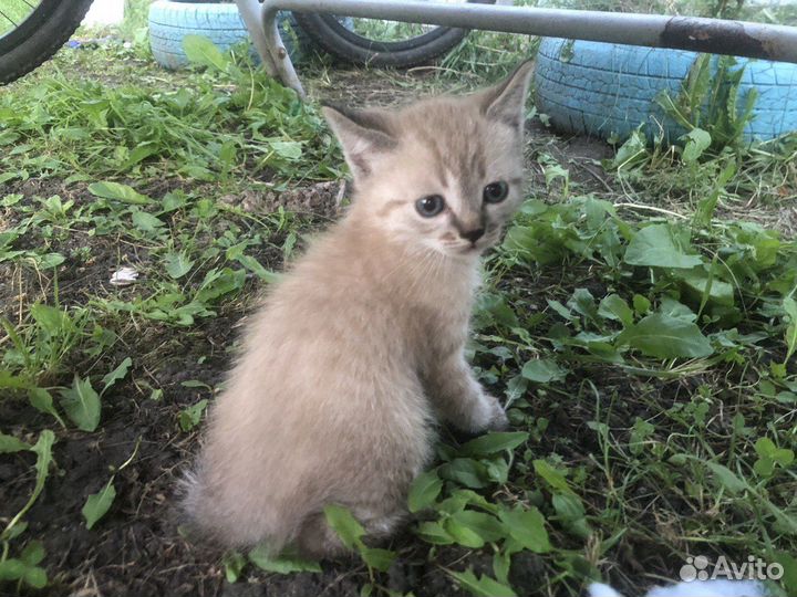 Котенок мальчик