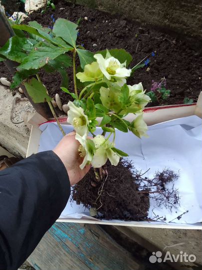 Морозник кавказский