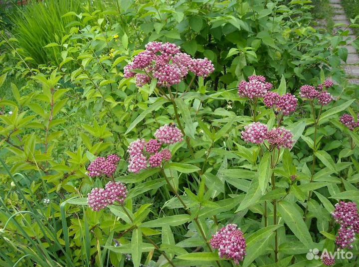 Ваточник,герань