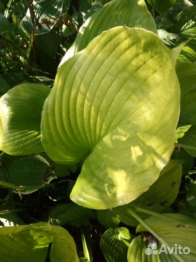 Хоста и бруннера