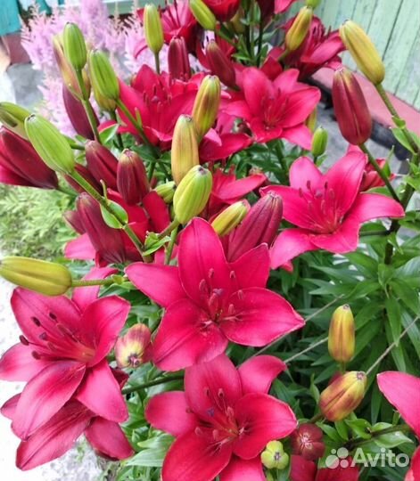 Луковицы(детки) Азиатской лилии