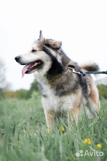 Собака (Бусинка)