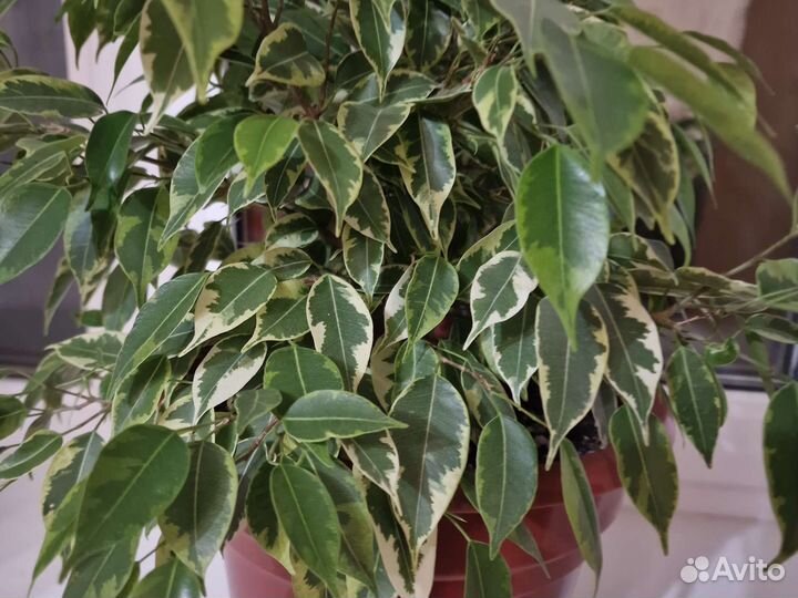 Фикус бенджамина пестролистный