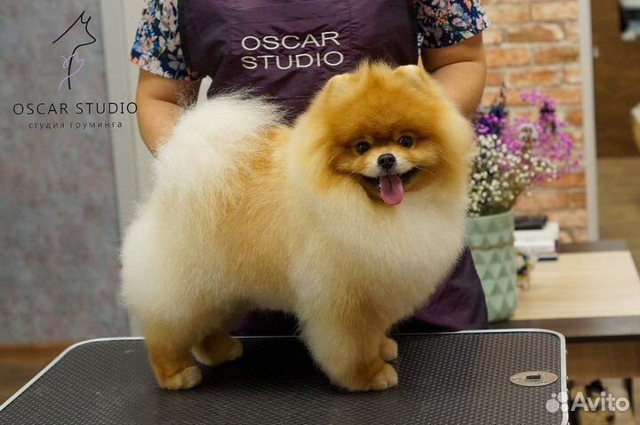 Курсы груминга