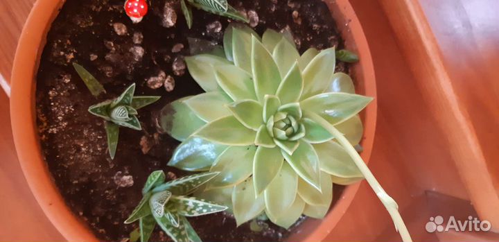 Сансевиерия.каменная роза-молодило