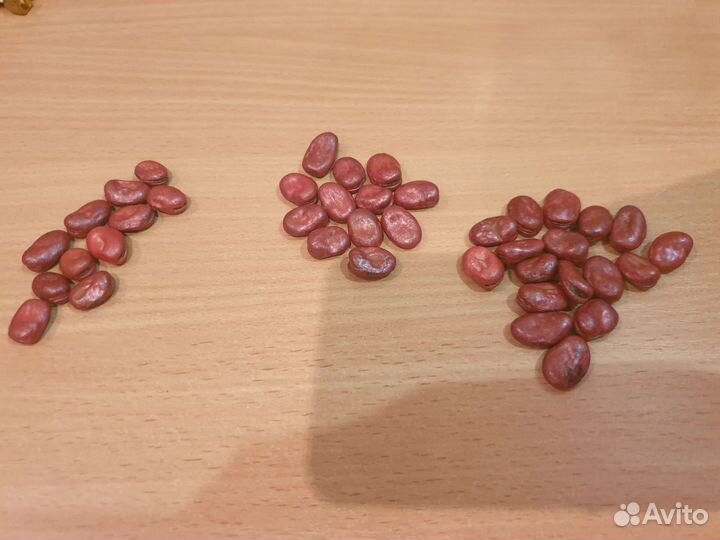 Гадание на бобах(золотой гумалах), обучение