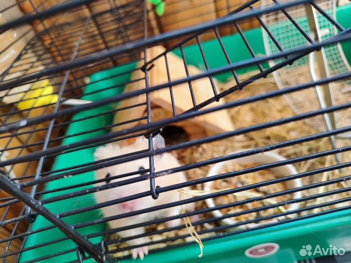 Сирийский хомяк бесплатно