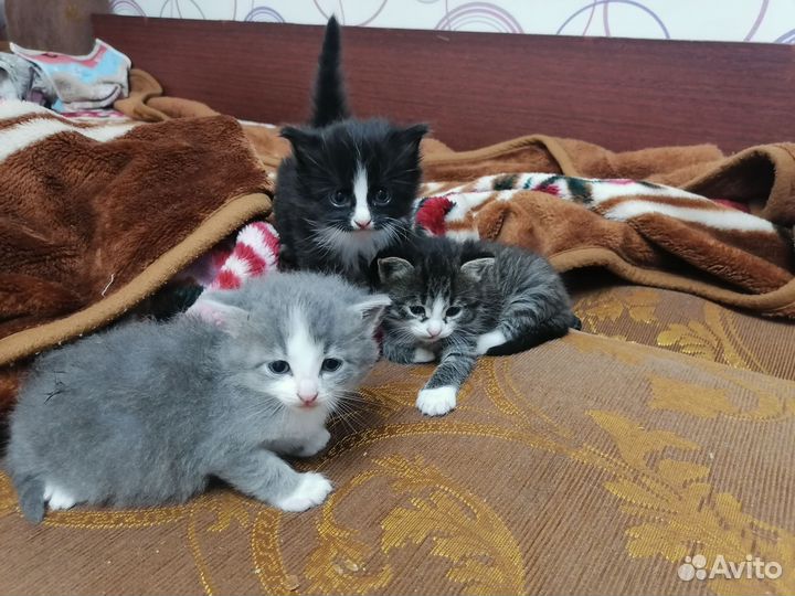 Котята в добрые руки. Девочек и мальчика