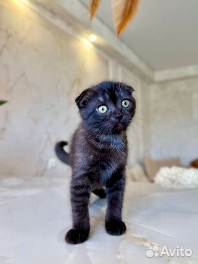 Шотландская вислоухая девочка