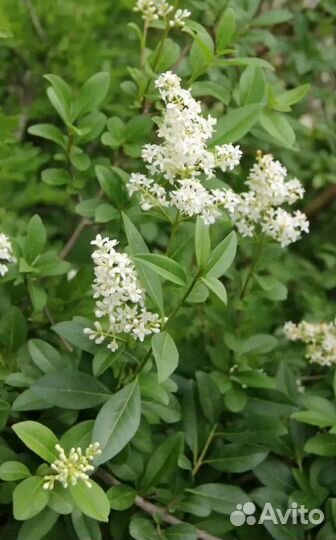 Кустарник Бирючина