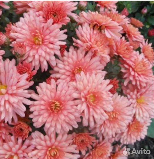 Хризантема мультифлора