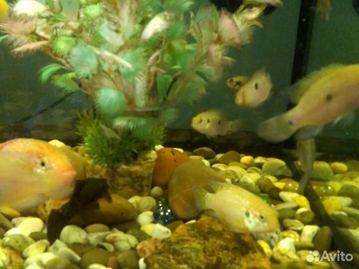 Хромес красавицы