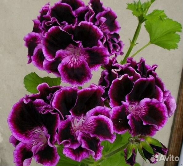 Тюльпановидные и другие сортовые пеларгонии