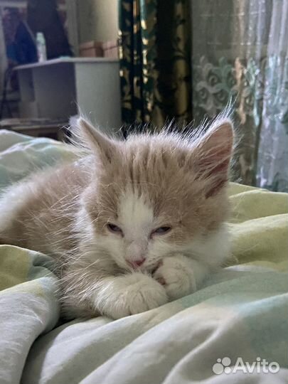 Котенок