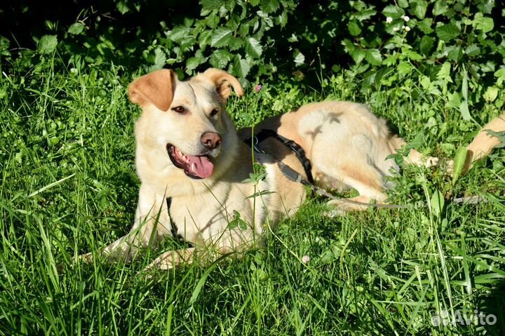 Щенок мальчик Гелик 8 мес