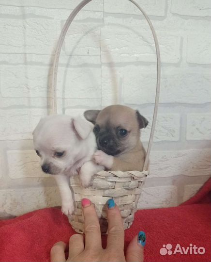 Щенки чихуахуа