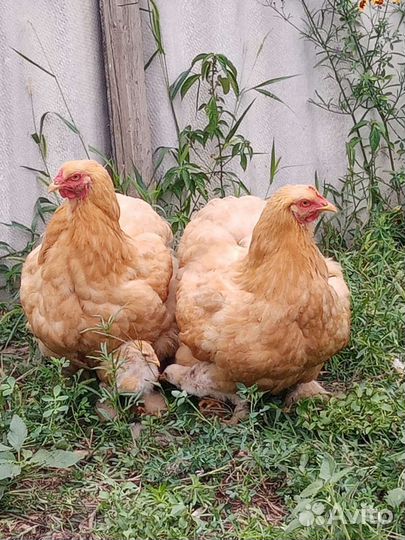 Цыплята петрушки кохин хин