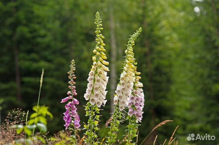 Многолетник