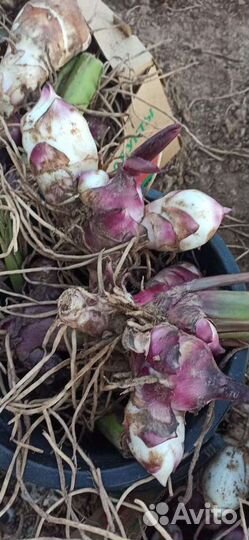 Канны, астра Вергинская (сентябринки)