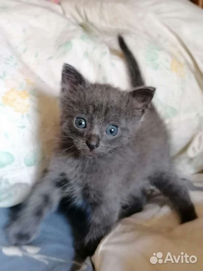 Отдам котят