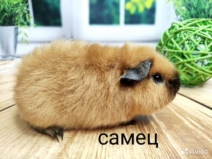 Морские свинки Американ.Тедди(мальчики)