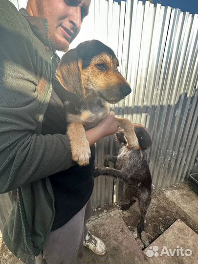 Щенки даром