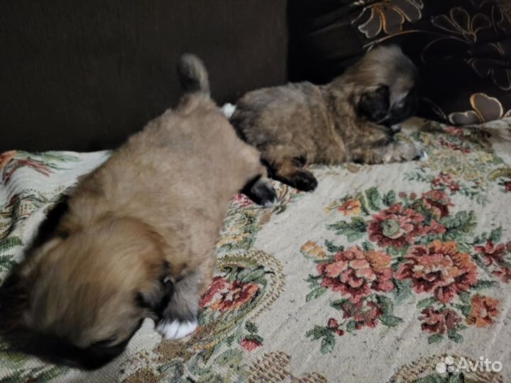 Щенки пекинеса