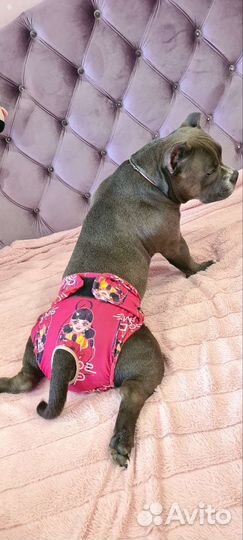 Многоразовые трусики для собак и тёплые попоны