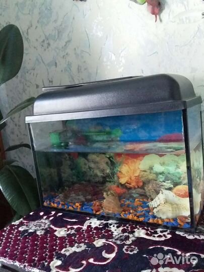 Аквариум