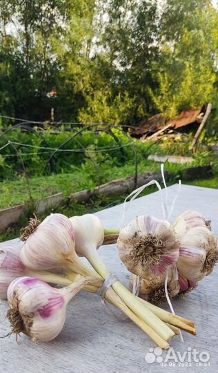 Продам овощи-морковь,свекла,чеснок