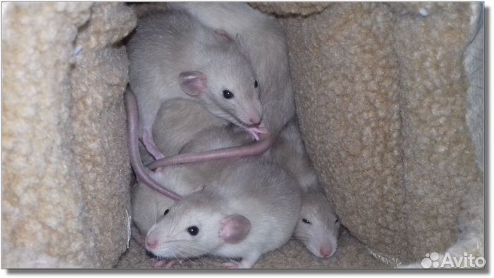 Крысята Дамбо из питомника. Крысы Дамбо. Москва