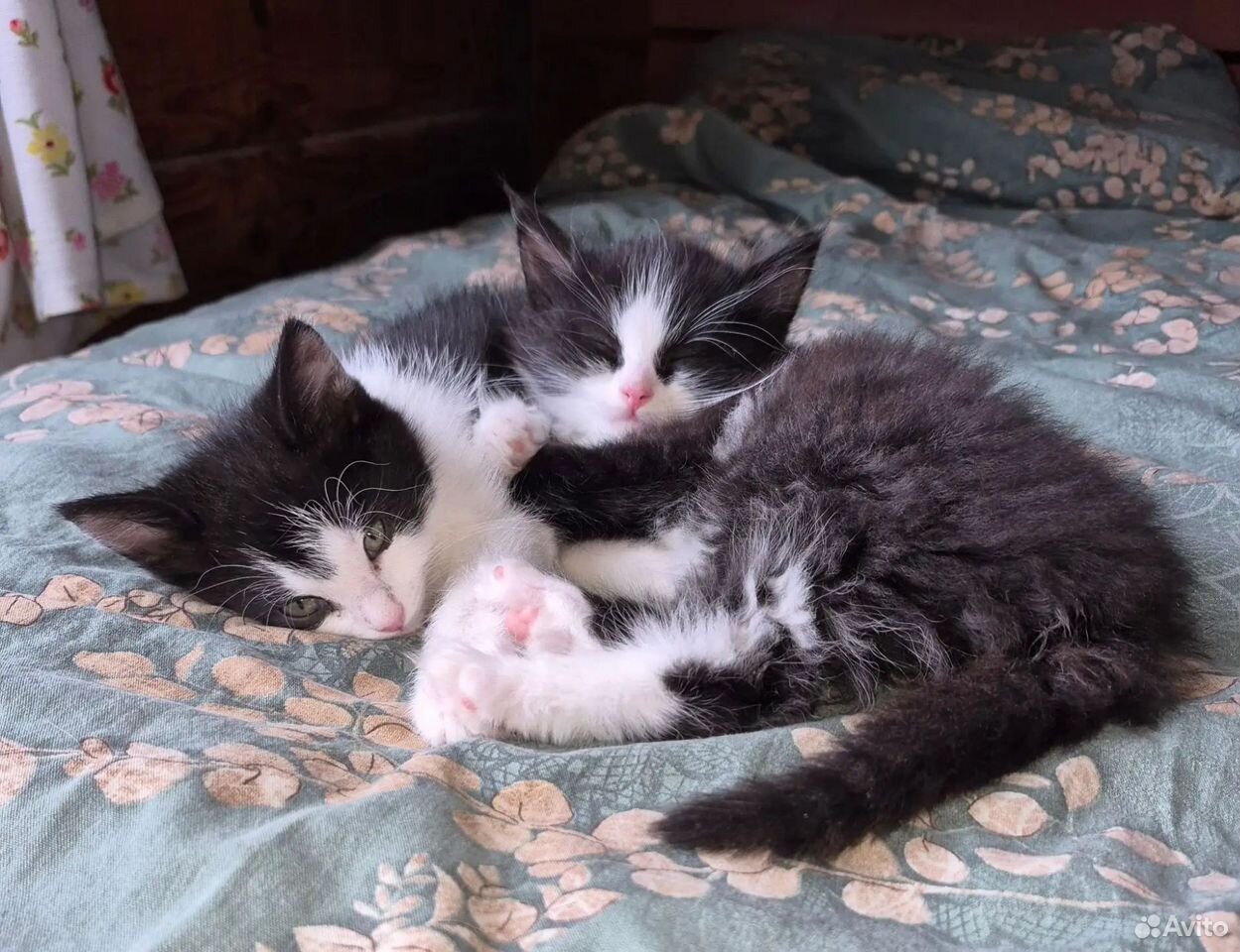 Котёнок в добрые руки, Москва