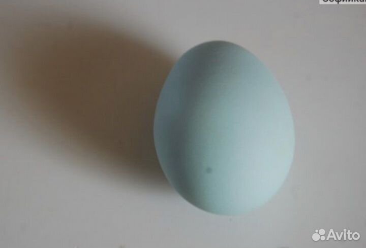 Куры несушки