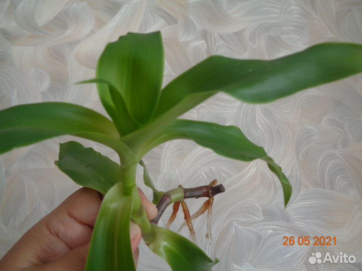 Отростки Золотого уса, лекарственного